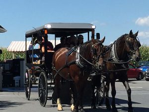 horses